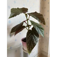 Бегонія «Крила ангела» (Angel Wing Begonia)