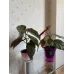 Бегонія «Крила ангела» (Angel Wing Begonia)