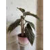 Бегонія «Крила ангела» (Angel Wing Begonia)