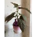 Бегонія «Крила ангела» (Angel Wing Begonia)