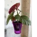 Бегонія «Крила ангела» (Angel Wing Begonia)
