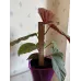 Бегонія «Крила ангела» (Angel Wing Begonia)