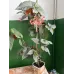 Бегонія «Крила ангела» (Angel Wing Begonia)