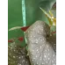 Бегонія «Крила ангела» (Angel Wing Begonia)