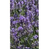 Кущики Лава́нди 2-3 річні (Lavandula)