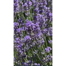 Кущики Лава́нди 2-3 річні (Lavandula)