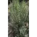 Кущики Лава́нди 2-3 річні (Lavandula)