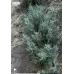 Кущики Лава́нди 2-3 річні (Lavandula)