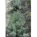 Кущики Лава́нди 4-5 річні (Lavandula)