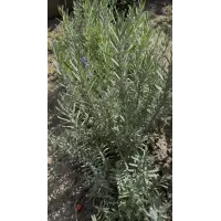 Кущики Лава́нди 4-5 річні (Lavandula)