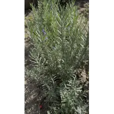 Кущики Лава́нди 4-5 річні (Lavandula)