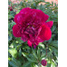 Півонії з власного саду - саджанці, поділки (Paeonia)