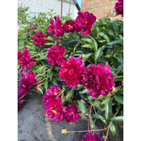 Півонії з власного саду - дорослі кущі (Paeonia)