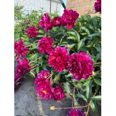 Півонії з власного саду - саджанці, поділки (Paeonia)