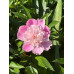 Півонії з власного саду - саджанці, поділки (Paeonia)