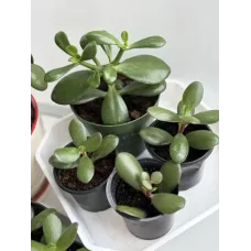 Грошове дерево (Crassula ovata) Грошове дерево (Crassula ovata)